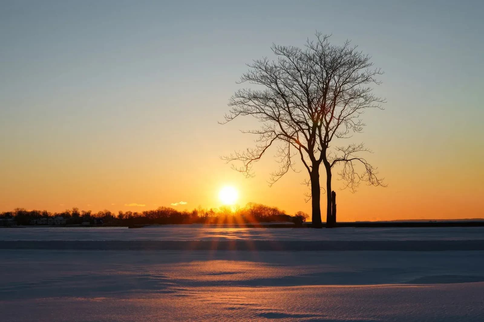 A low winter sun sets behind a bare tree over a frosty field.