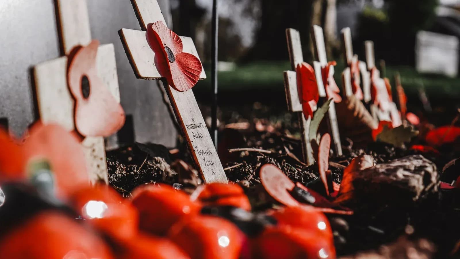 Small wooden remembrance crosses with red poppies planted in a field of remembrance.