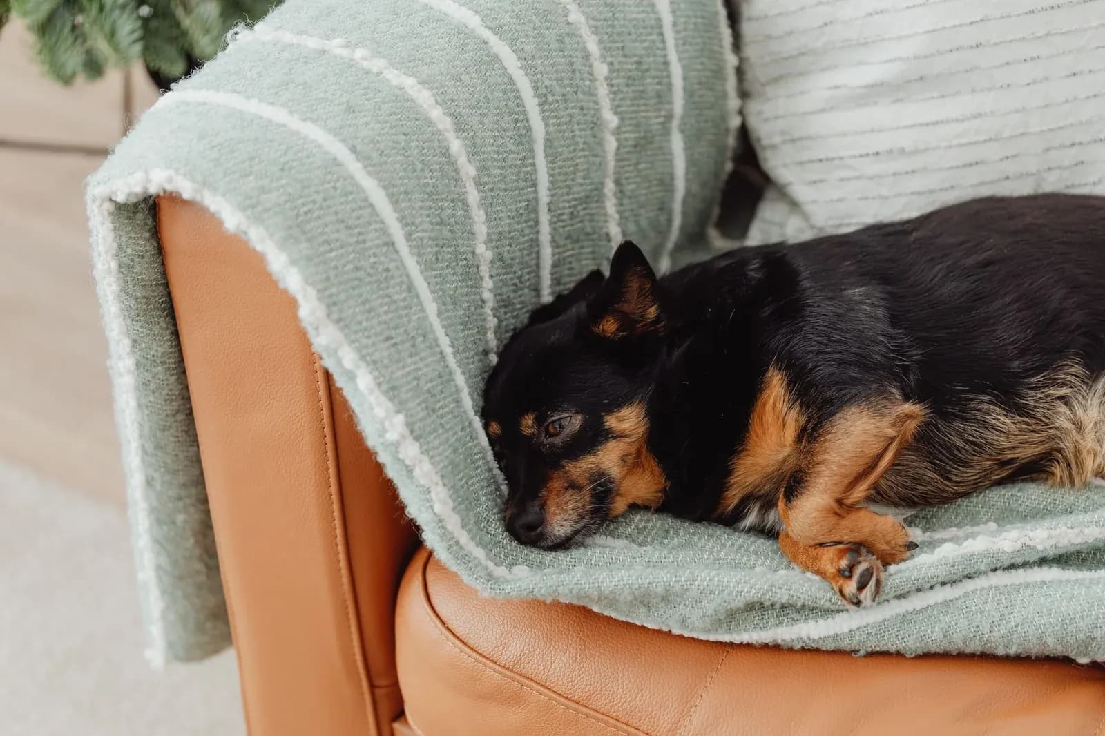 A small dog asleep on a sage green knitted blanket draped over a leather armchair.