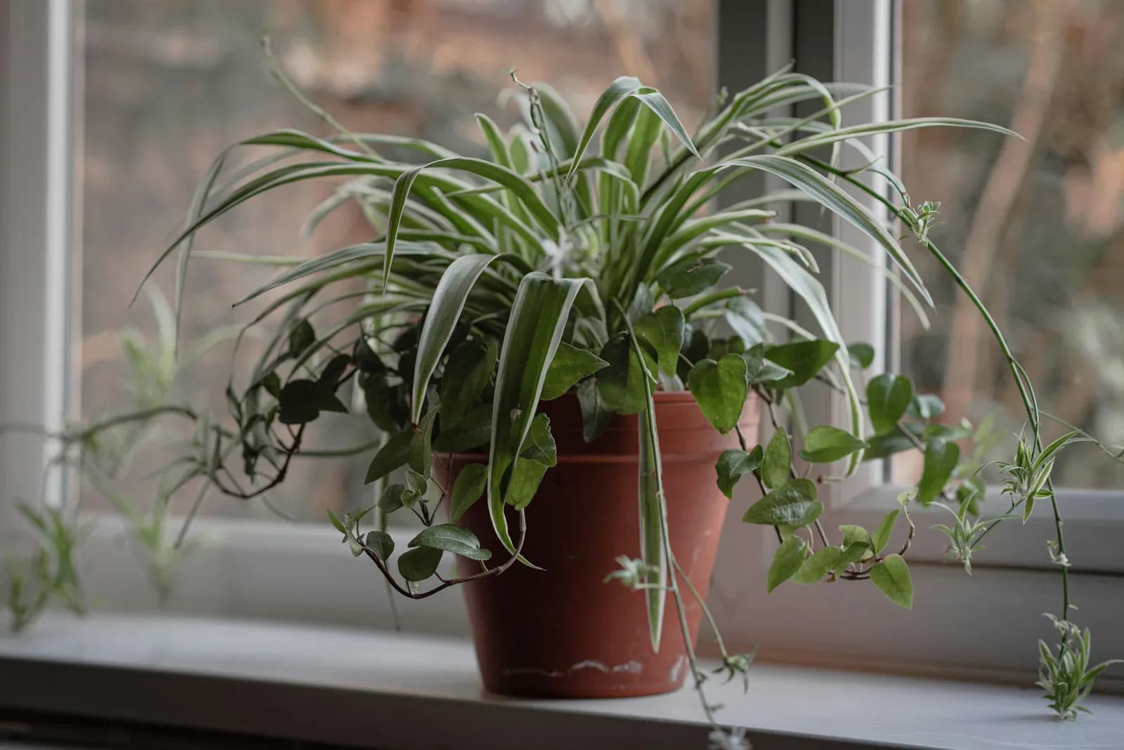 A spider plant in a terracotta pot on a bright windowsill.