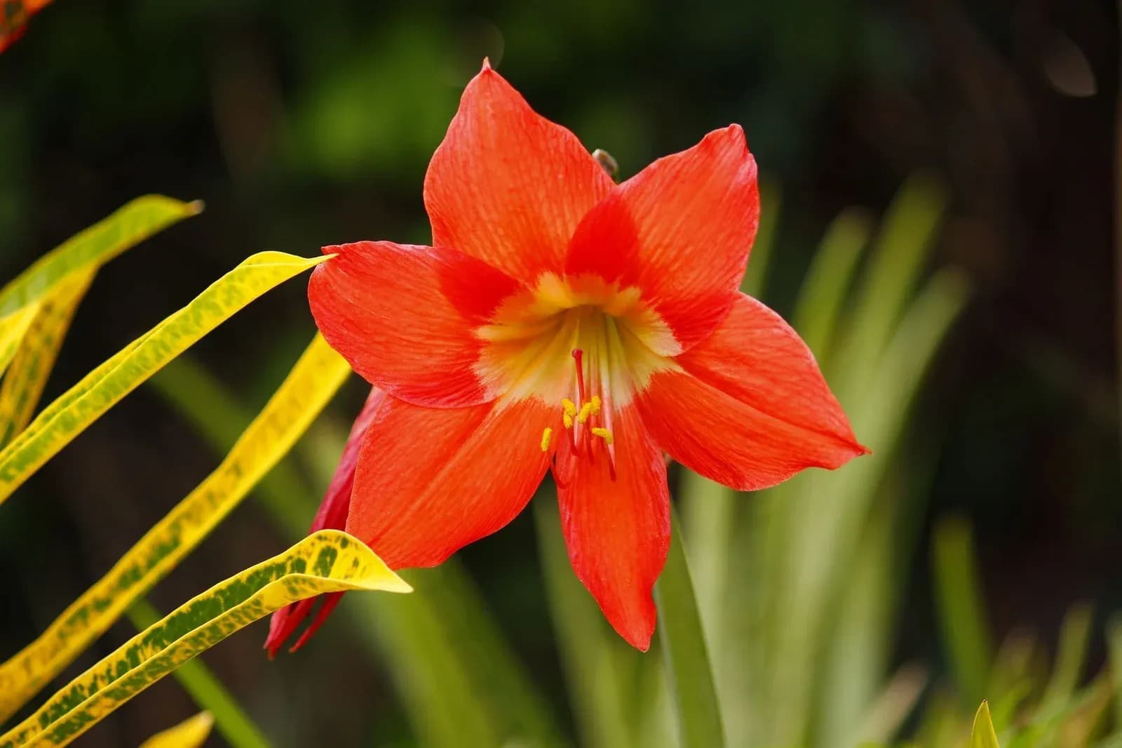 A single red amaryllis flower in full bloom against green leaves.