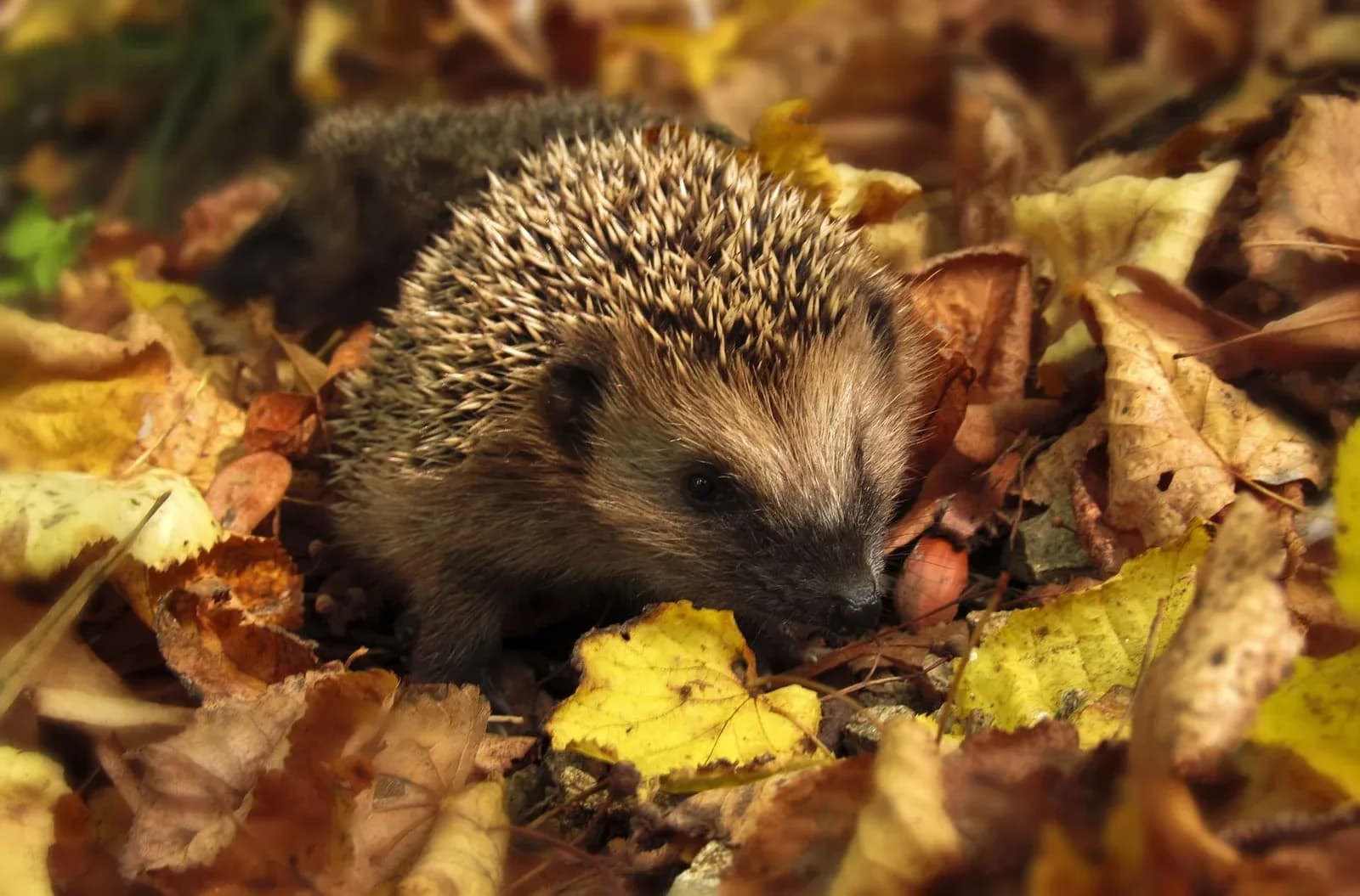 A hedgehog foraging among fallen yellow autumn leaves.