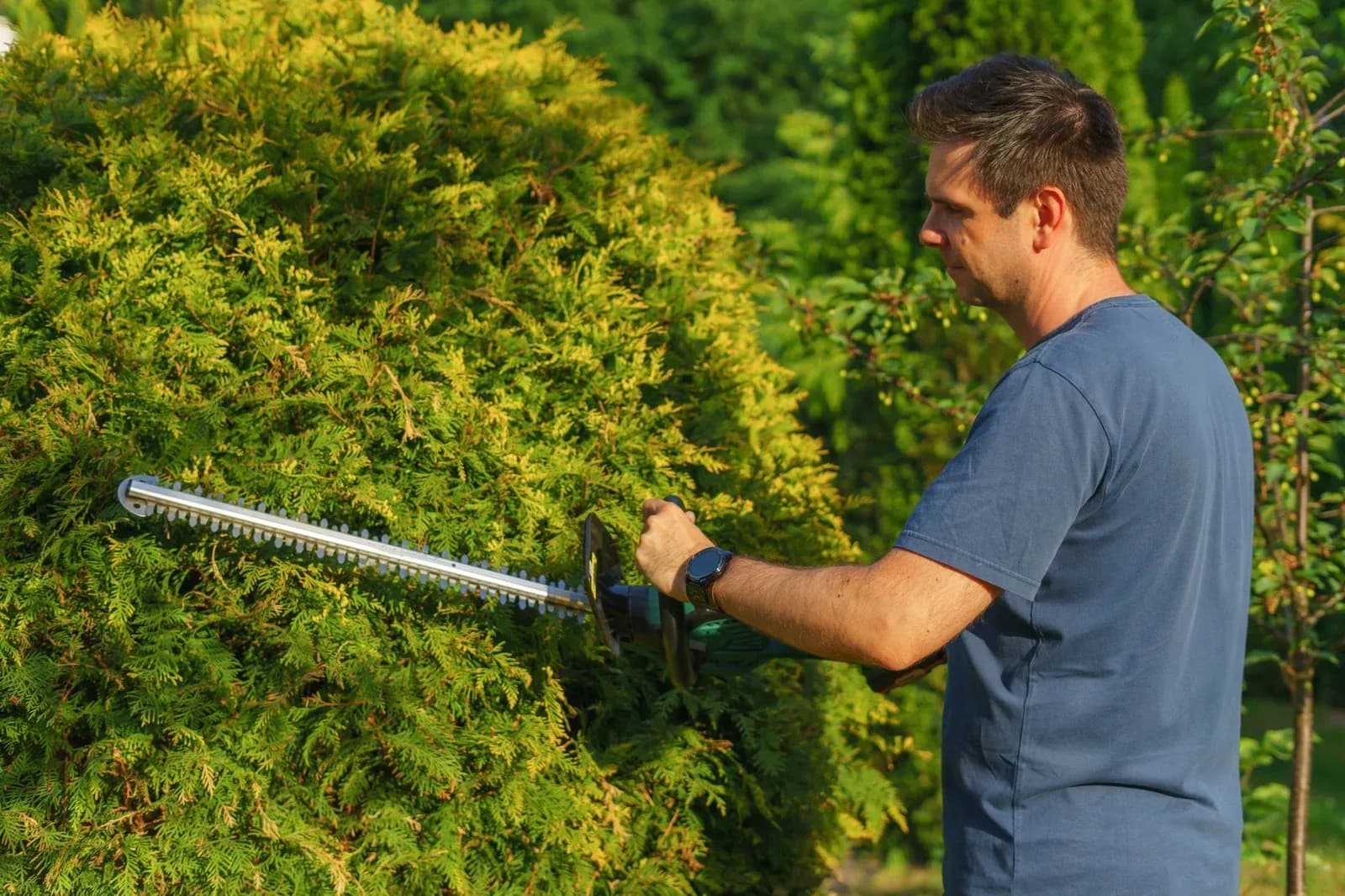 A gardener in a grey T-shirt trimming a rounded hedge with electric hedge trimmers.