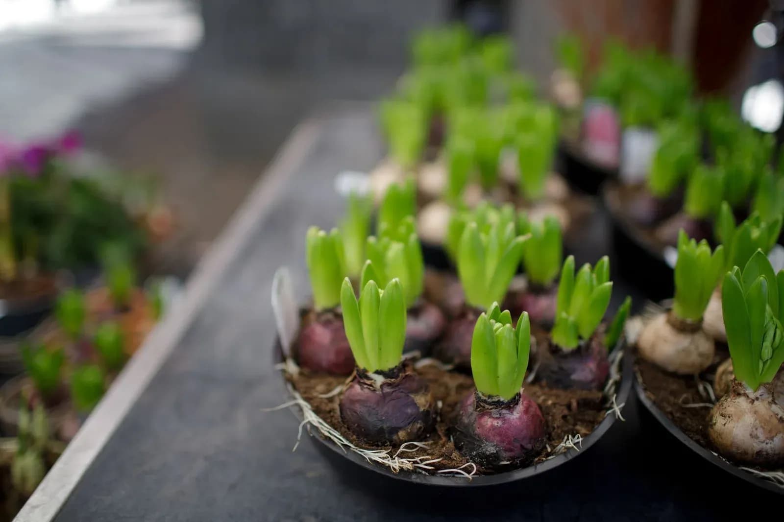 Hyacinth bulbs sprouting green shoots in pots on a garden table.