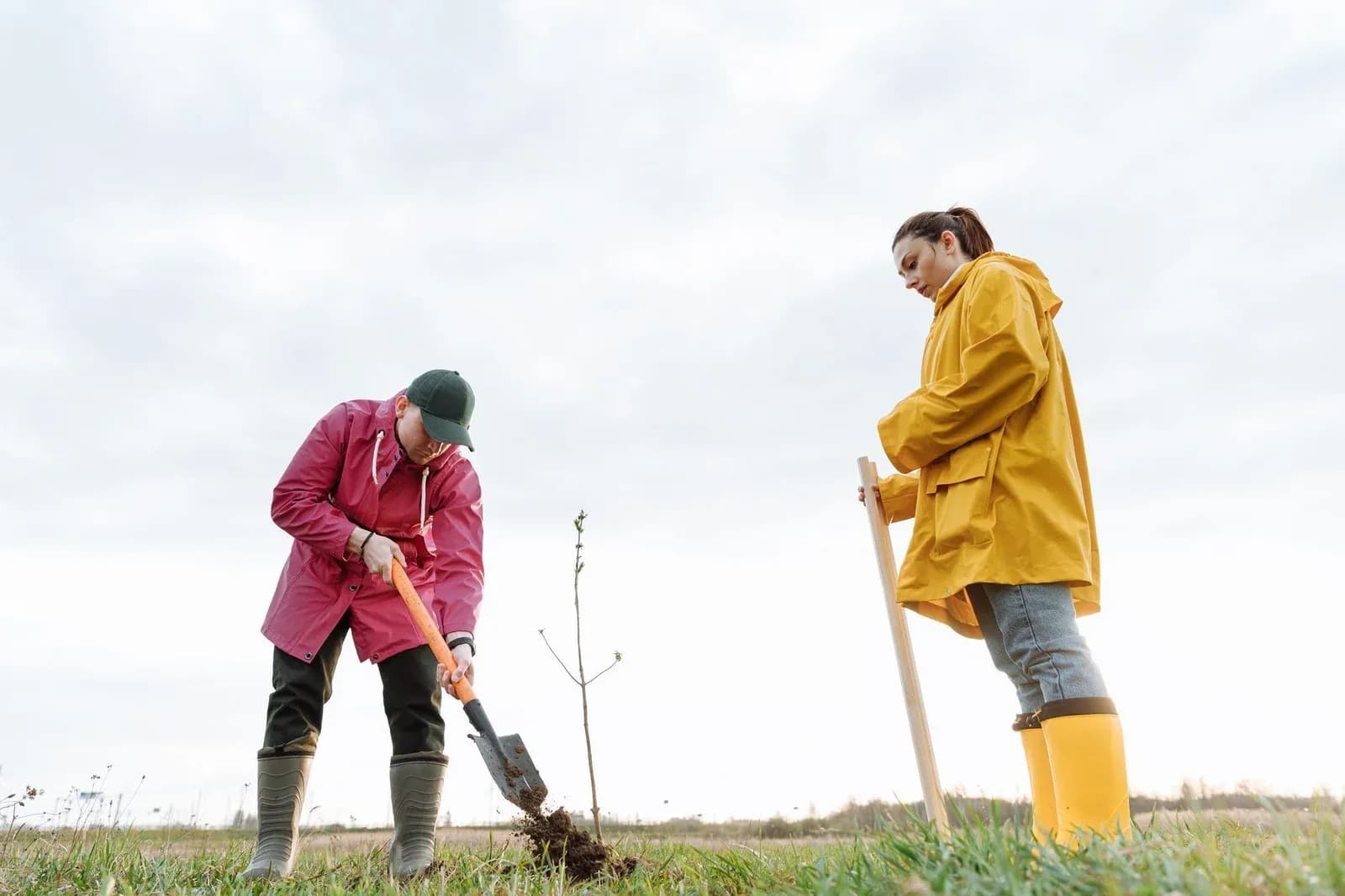 Two people in rain jackets planting a young tree in an open field.
