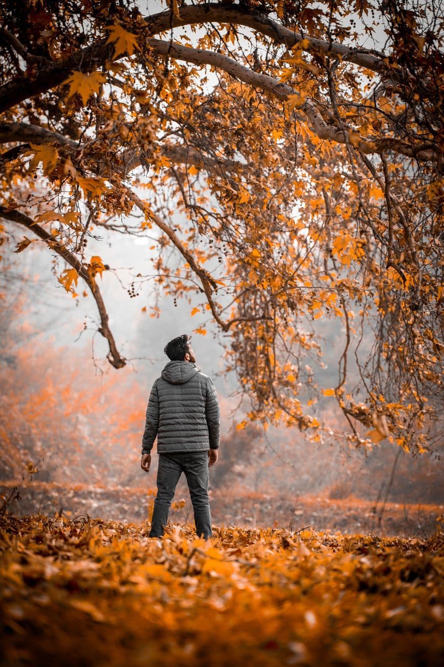 A man stands in a serene forest, surrounded by vibrant autumn leaves and nature's beauty.