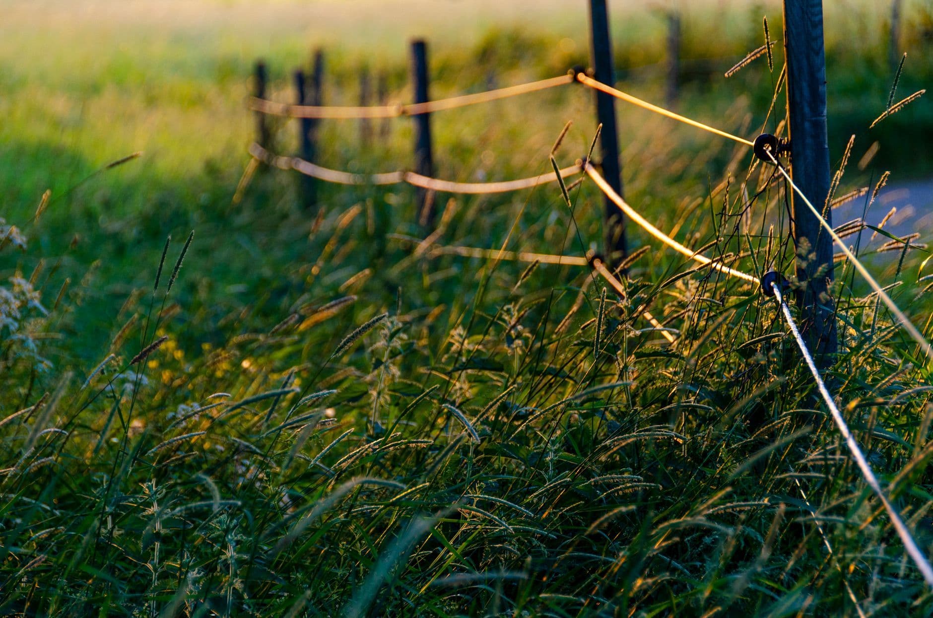 A serene depiction of a sunlit field with a rustic fence in Stockholm, capturing the essence of nature.