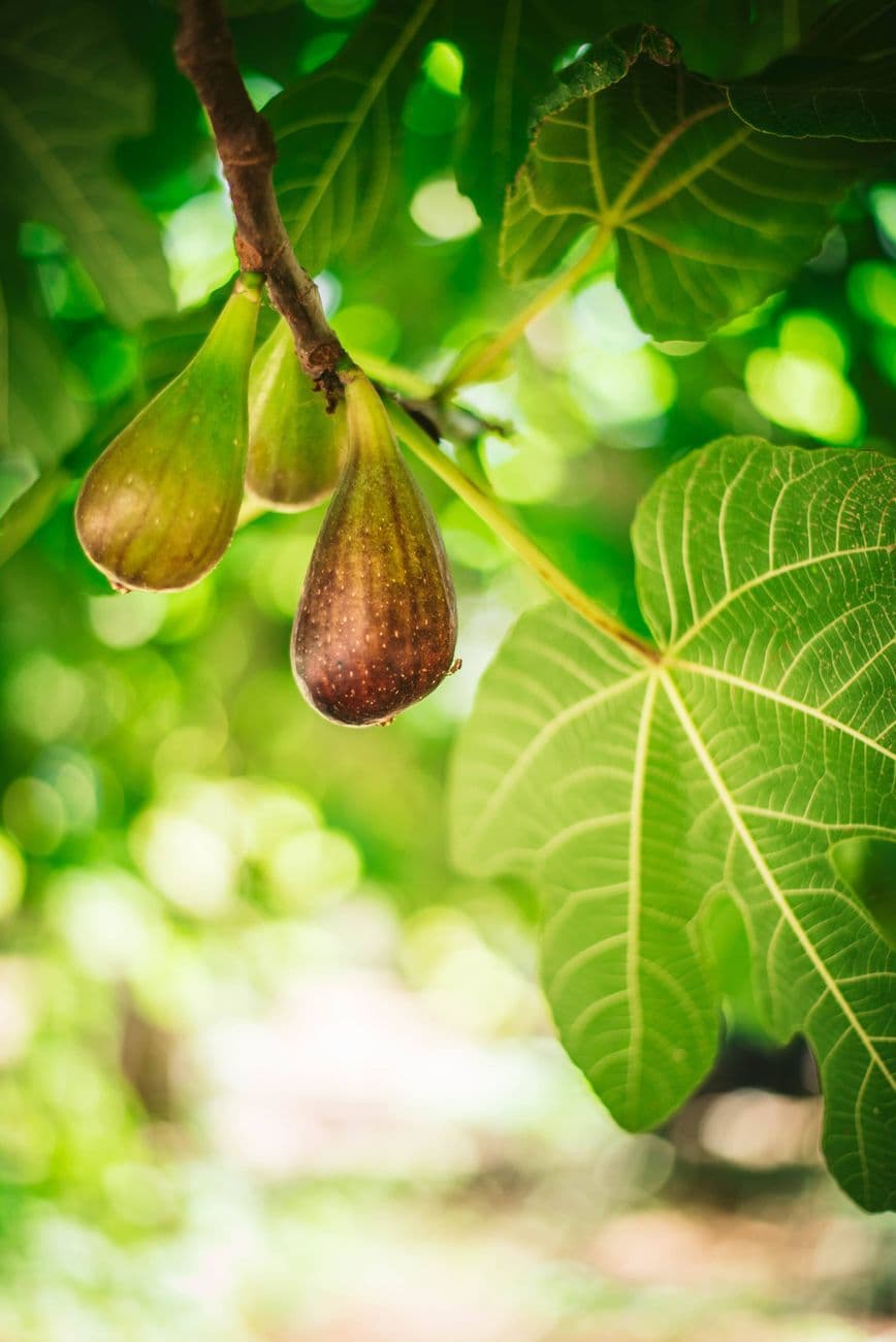 Detailed view of ripe figs hanging on a branch with vibrant green leaves in a sunny outdoor setting.