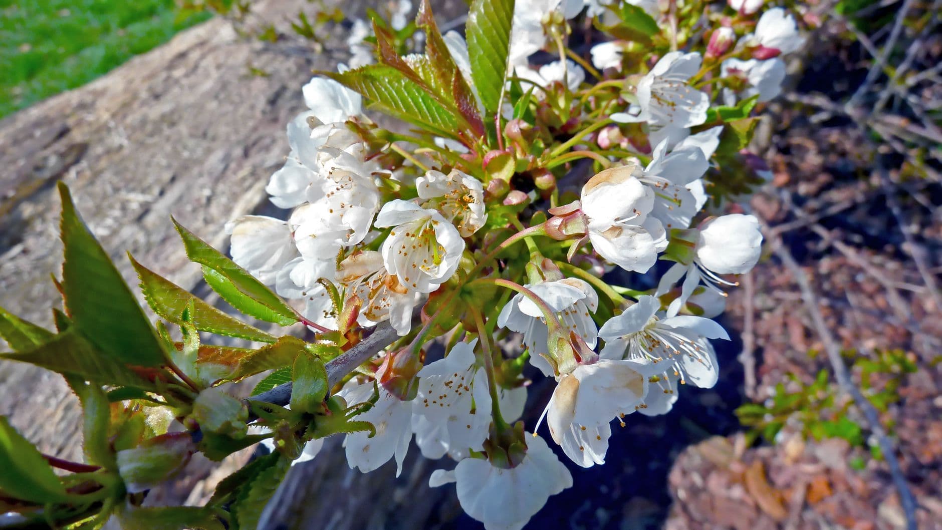 Vibrant cherry blossoms in full bloom in Dumfries and Galloway, Scotland.