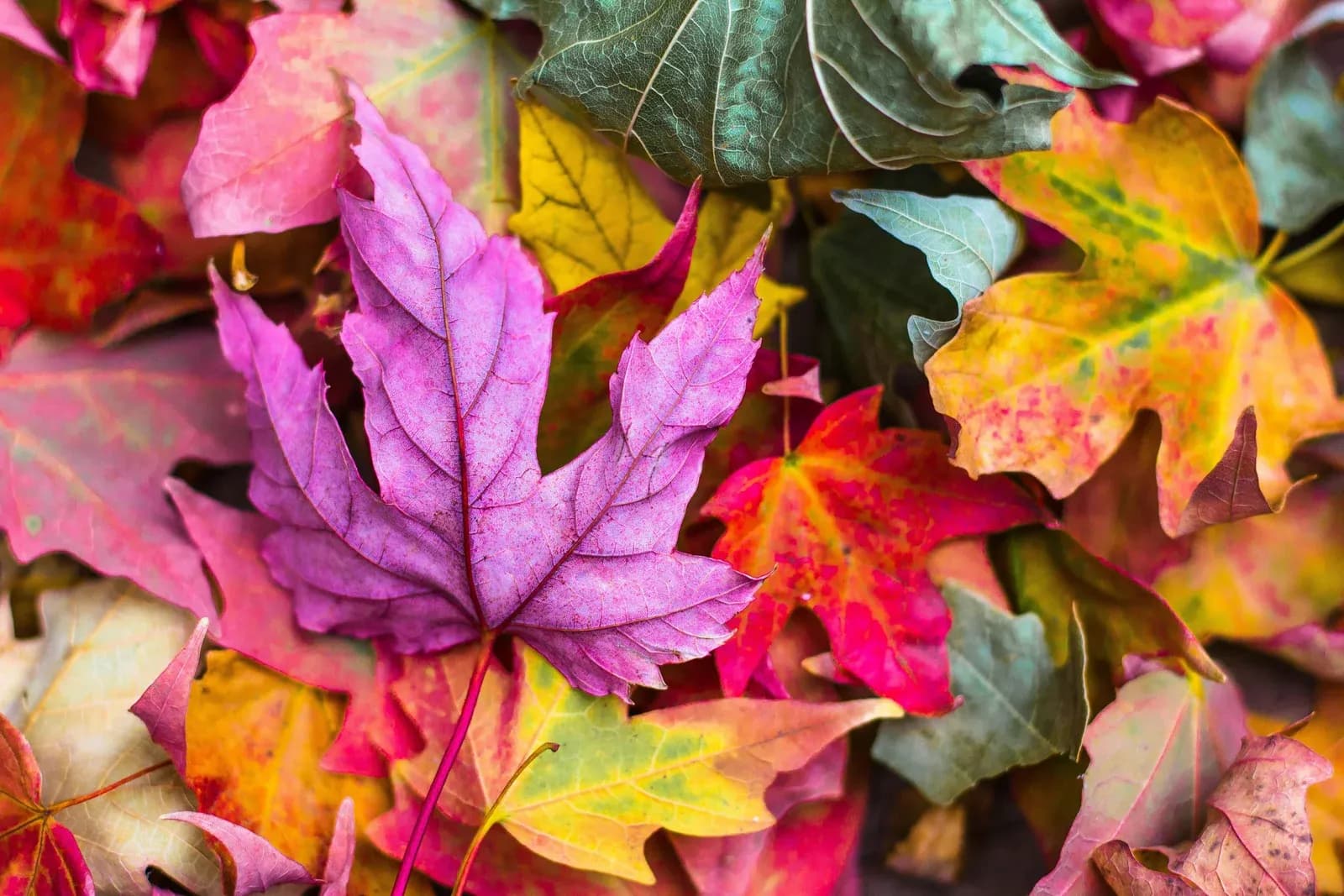 A carpet of fallen autumn leaves in purple, red, orange and yellow.