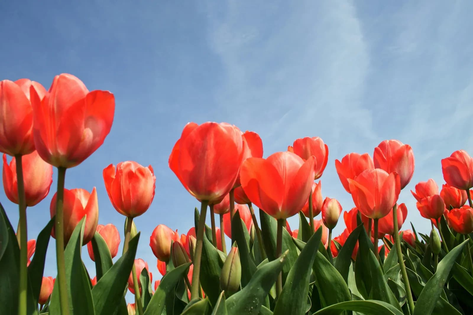 Red tulips in flower against a blue spring sky.