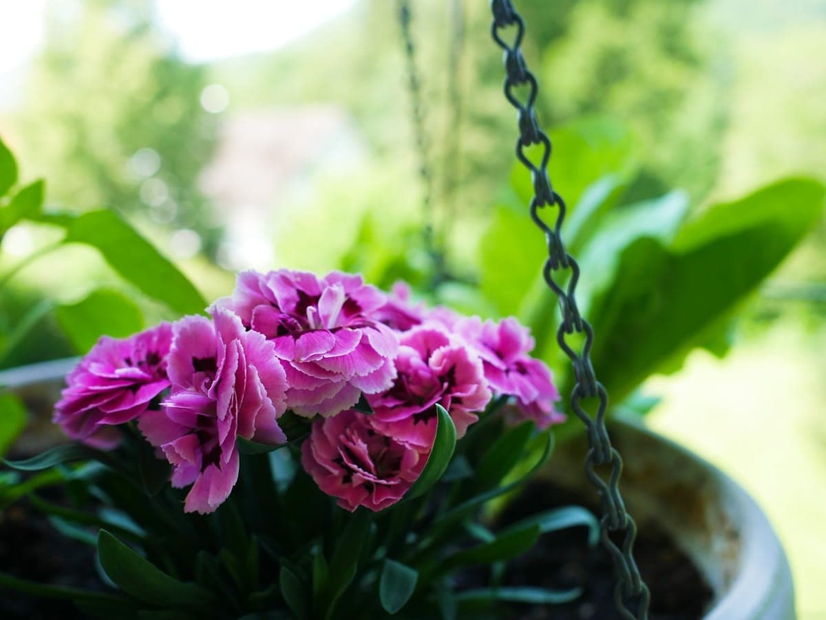9 Best Plants to Grow in Pots: A Green Oasis for Your Home